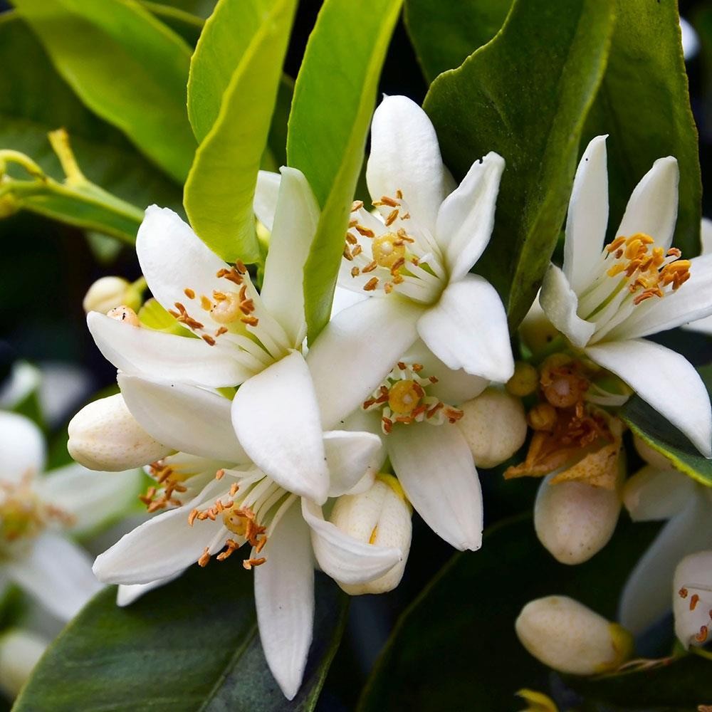 Neroli - Citrus aurantium ssp. amara