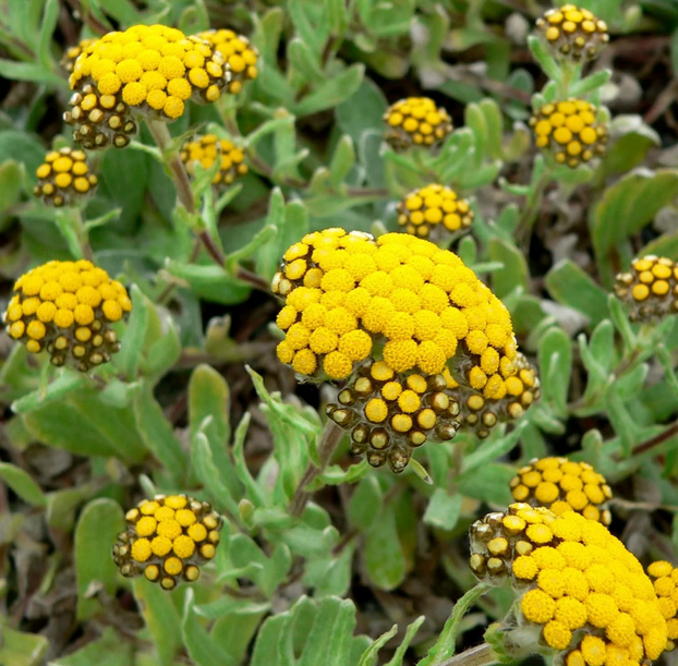 Helichrysum italicum