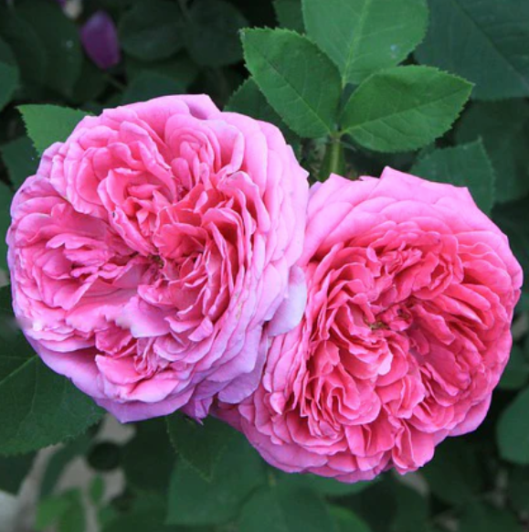 Rose Otto - Rosa damascena