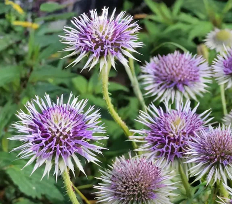 Spikenard - Nardostachys jatamansi