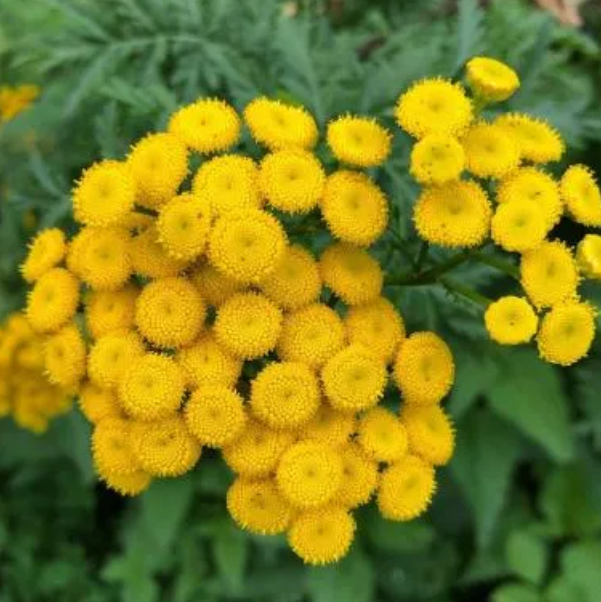 Blue Tansy - Tanacetum annuum