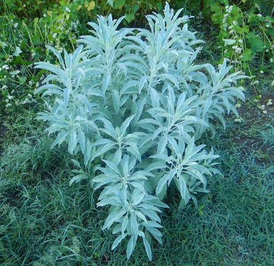 American White Sage - Salvia apiana