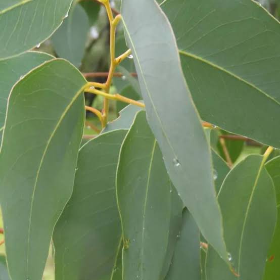 Strawberry Gum - Eucalyptus olida