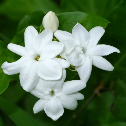 Jasmine - Jasminum Sambac